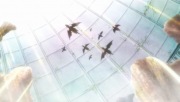 MAGI シンドバッドの冒険 OVA 第2話 - image 1 -